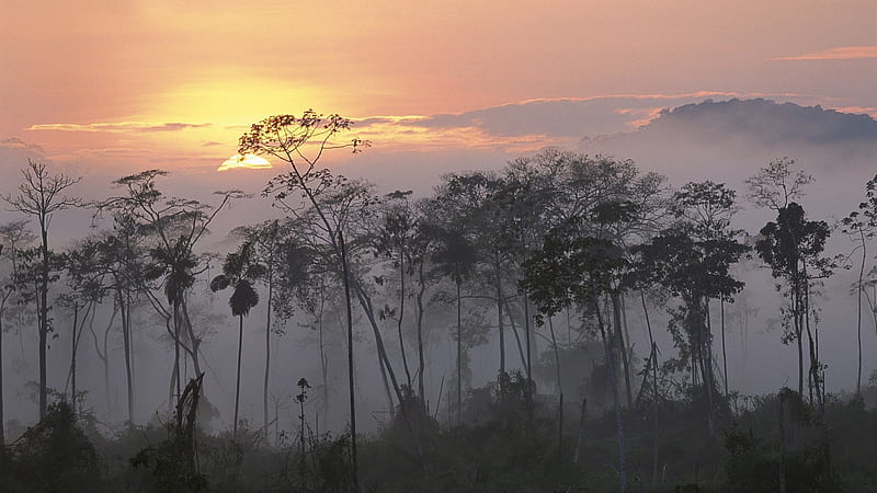 dawn of the jungle