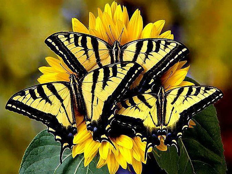 Trio, Swallowtail, flowers, black, yellow, butterflies, HD wallpaper
