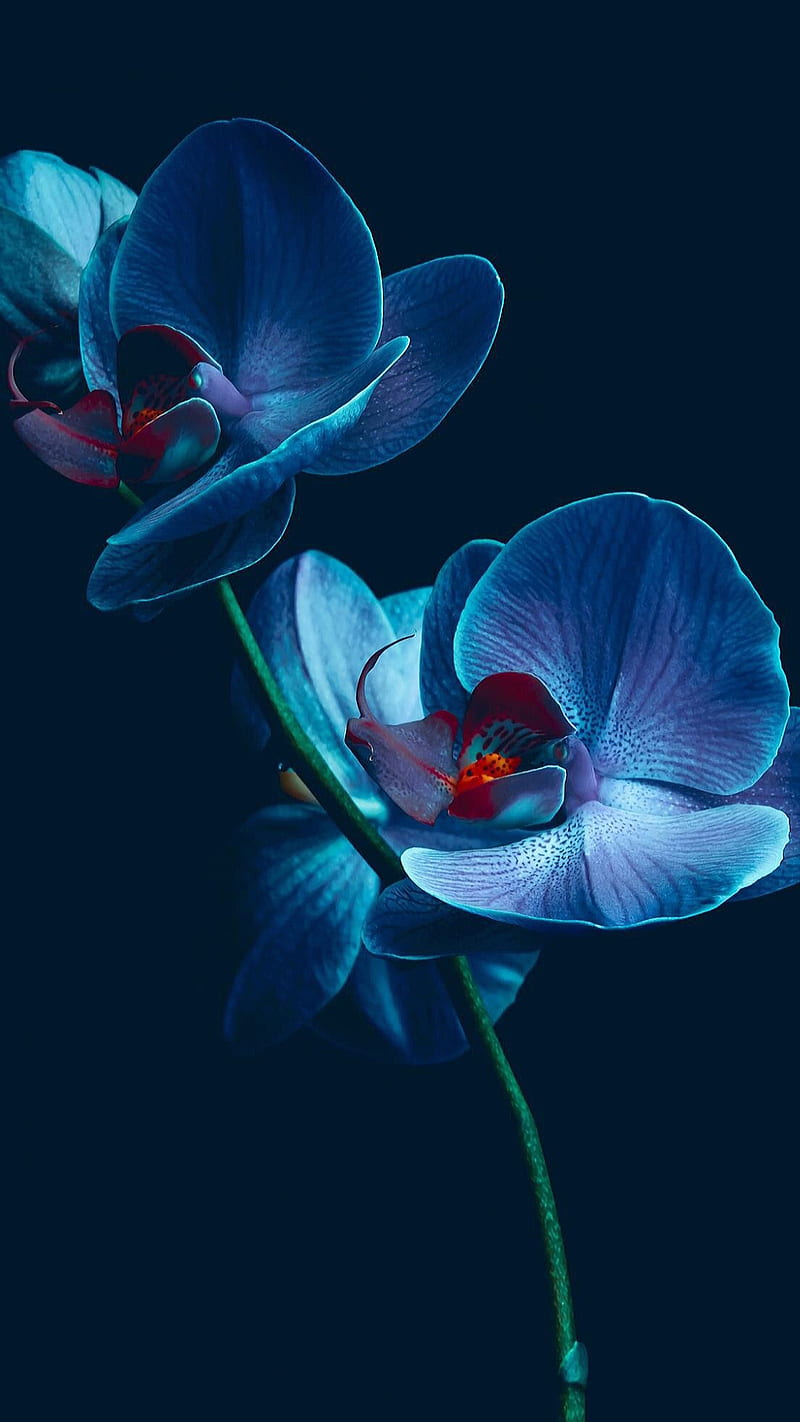 Blue flowers, light, nature, orchid, HD phone wallpaper