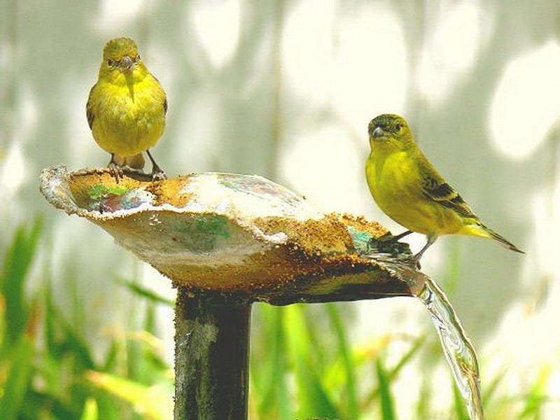 Wild canaries, water, green, birds, yellow, bath, canaries, HD wallpaper