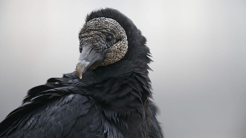 Black Vulture. Audubon Field Guide, HD wallpaper