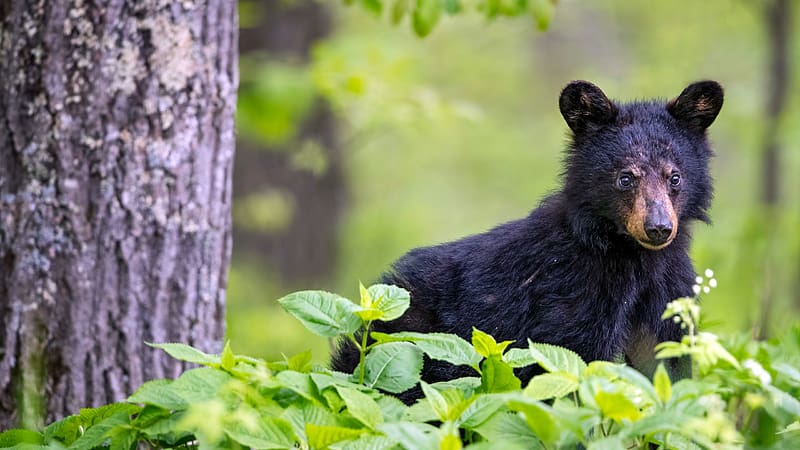 Black Bear Shenandoah National Park Virginia Bing, HD wallpaper