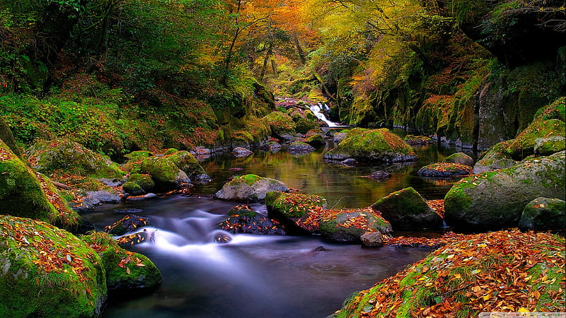 Forest Creek, Autumn Ultra Background for U TV : Multi Display, Dual Monitor : Tablet : Smartphone, Autumn Stream, HD wallpaper