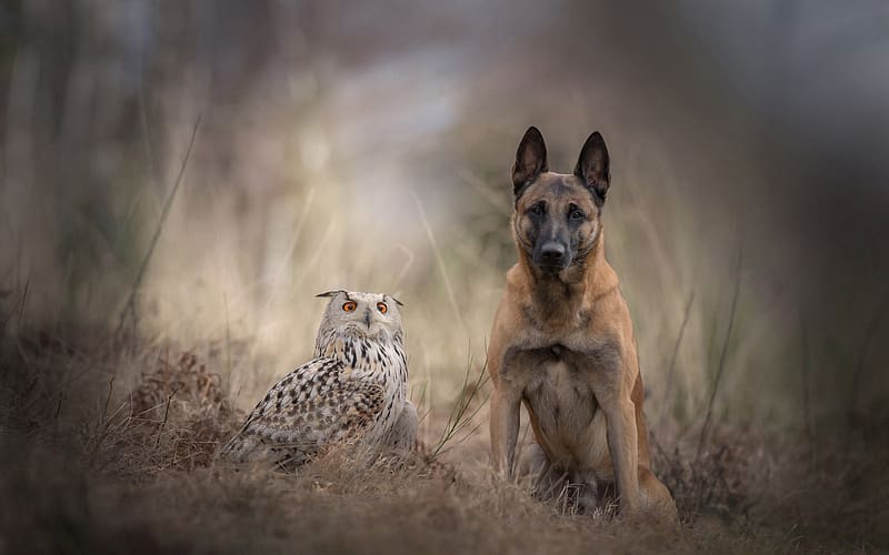 Dogs, Owl, Dog, Animal, Belgian Shepherd, Malinois, HD wallpaper