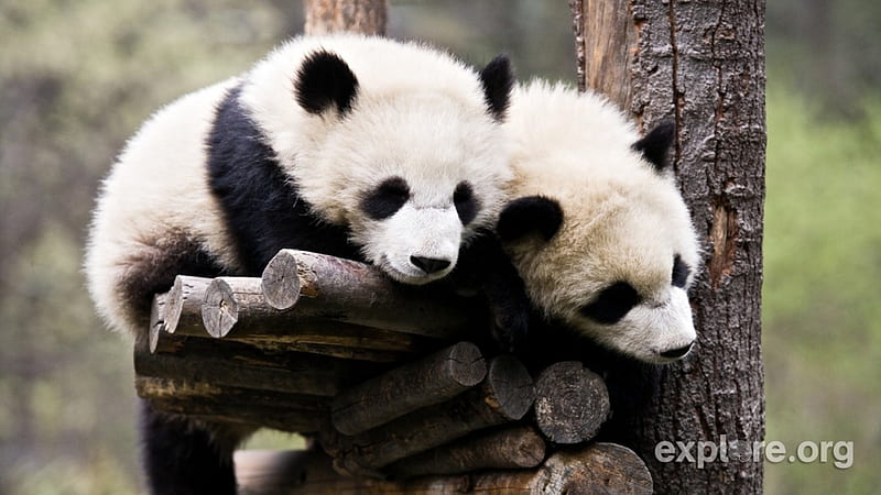 Ai que sono!, nature, ursos, troncos, bonitos, pandas, HD wallpaper