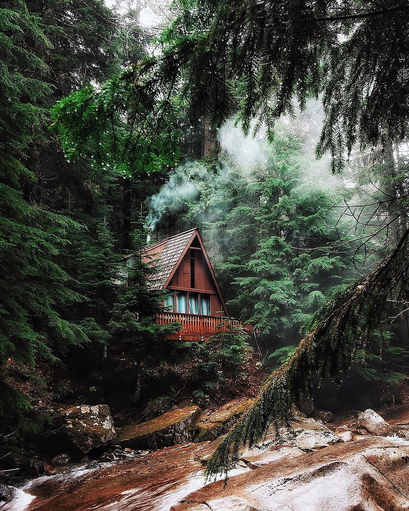forest, river, landscape, cabin, pine trees, wet, hut, deep forest, HD phone wallpaper