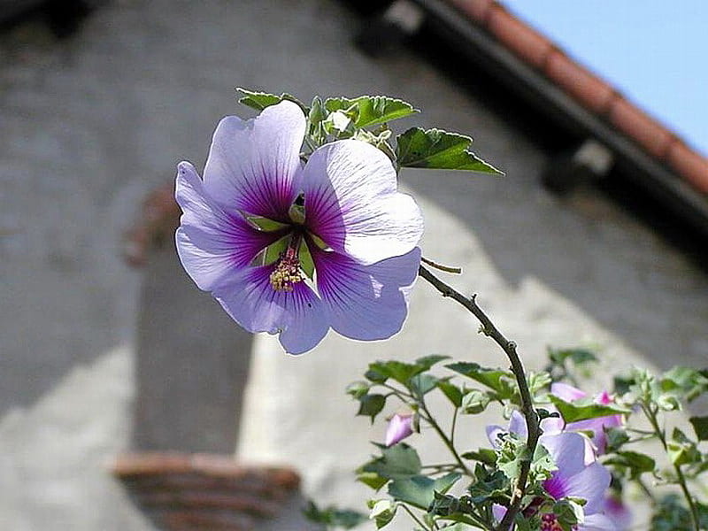 HIBISCUS, flower, wall, purple, pink, HD wallpaper