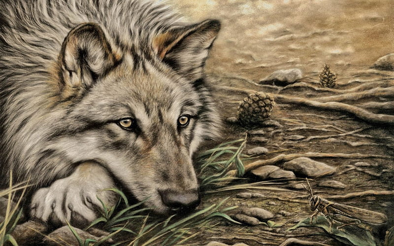 Wolf, cute, r, animal, HD wallpaper | Peakpx