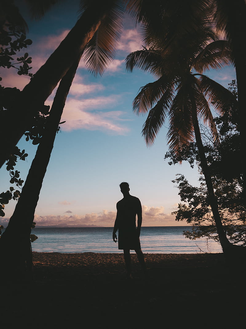 silhouette, palm trees, sunset, dusk, tropics, sea, HD phone wallpaper