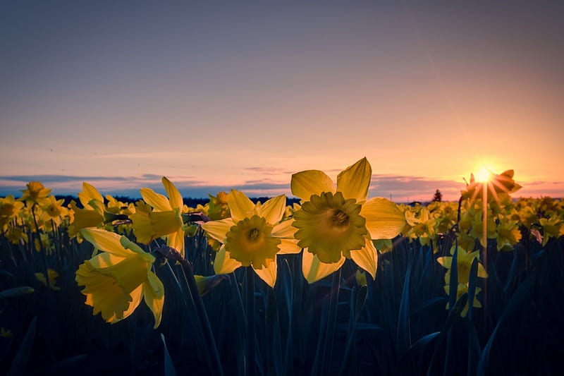 Yellow Daffodils, flowers, sunset, daffodils, field, HD wallpaper