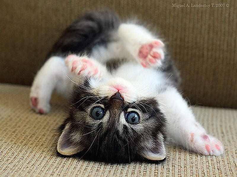 Flexible persian kitten, cute, persian, flexible, kitty, cat, kitten, sweet, HD wallpaper