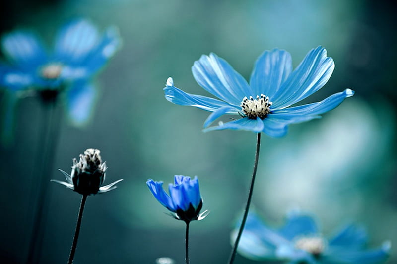 Nacido para ser azul, flor, flores, color, azul, Fondo de pantalla HD |  Peakpx