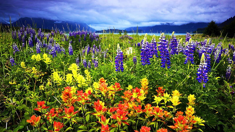 Glacier Bay National Park, Alaska, water, usa, mountains, blossoms, clouds, landscape, HD wallpaper