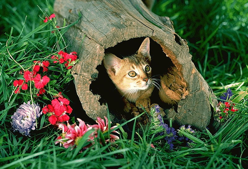 hiding kitty cat, grass, plants, wildlife, nature, animal, log, HD wallpaper