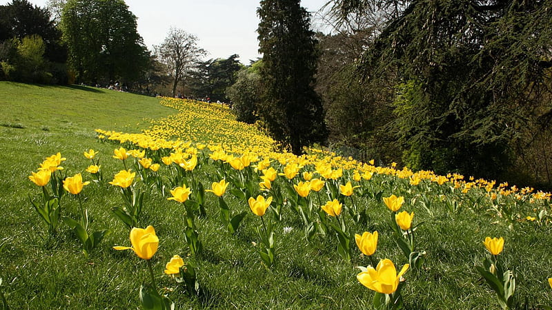 Yellow Flowers Slope Green Grass Field Flowers Hd Wallpaper Peakpx