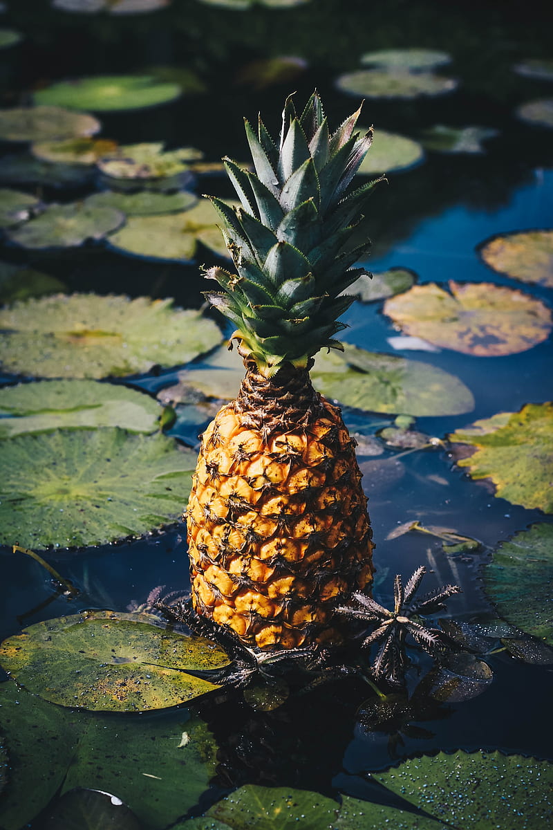 pineapple, fruit, exotic fruit, swamp, HD phone wallpaper