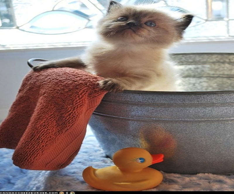Rub a duck, cute, duck, washcloth, washtub, kitten, cats, animals, HD wallpaper