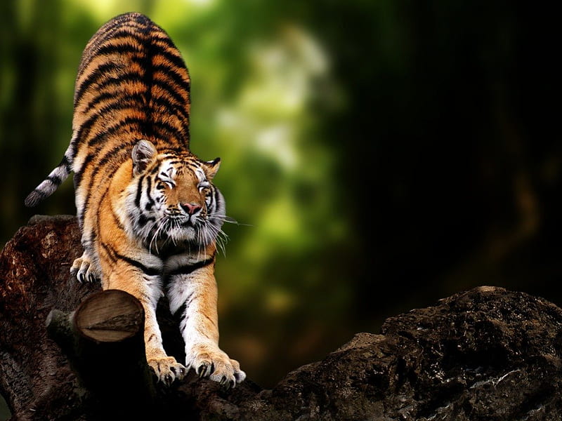 A Morning Stretch, stripes, bonito, Big cat, tiger, animal, stretching, HD wallpaper