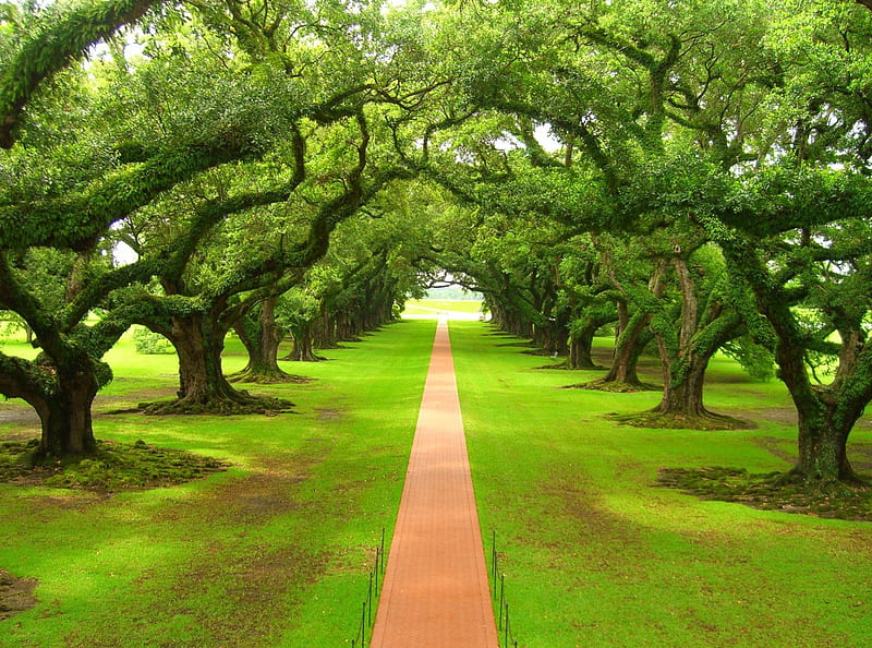 oak tree plantation, forest, nature, HD wallpaper
