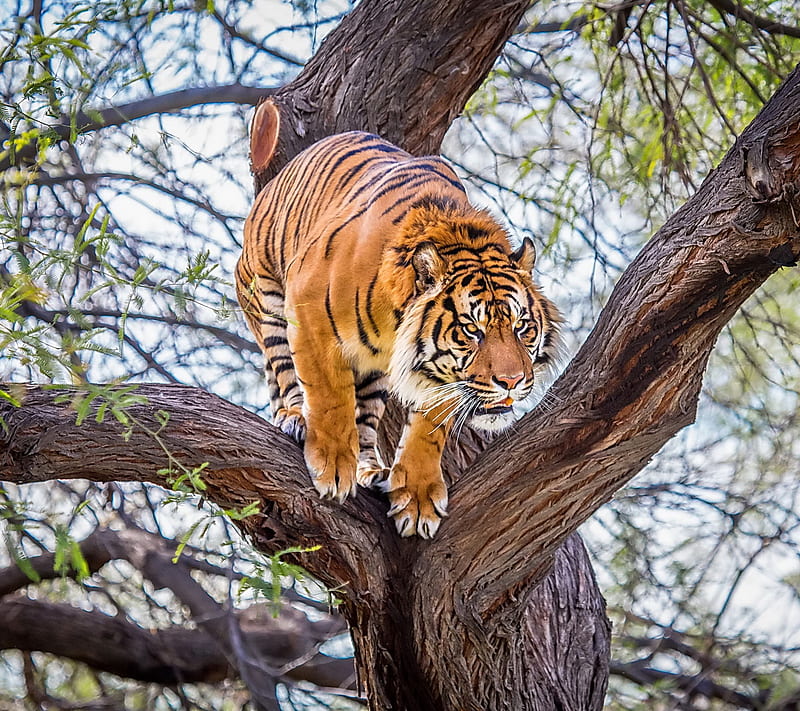 Tiger, tree, HD wallpaper