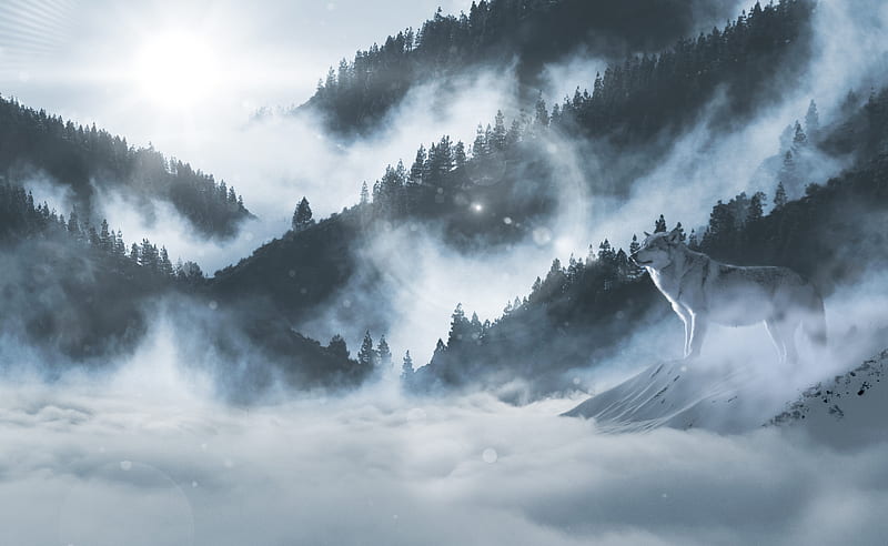 Wolf In Snow , wolf, animals, snow, nature, HD wallpaper