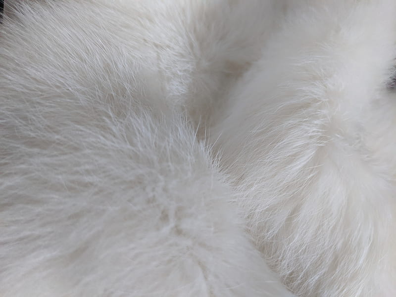 Warm fur, cozy, texture, HD wallpaper