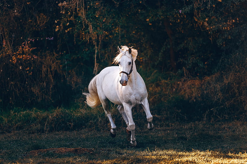 shallow focus of white horse running, HD wallpaper