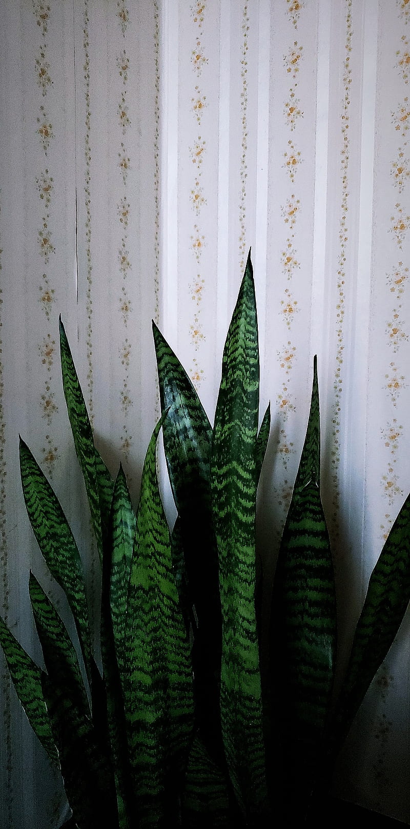 Snake plant , flora, green, houseplant, plant, sansevieria, snakeplant, HD phone wallpaper