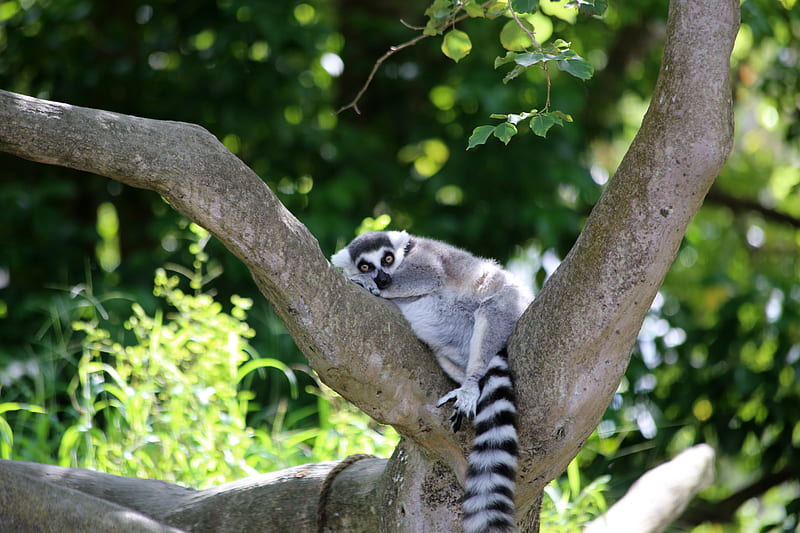 lemur, cute, animal, tree, HD wallpaper