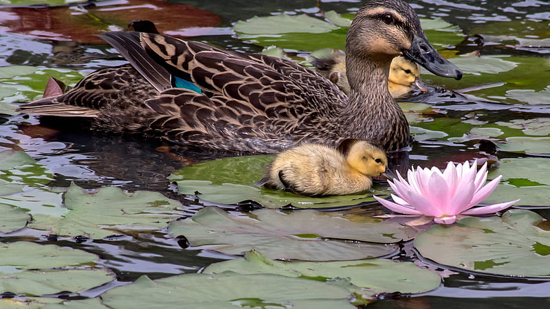 Big Duck And Baby Ducks Are On Body Of Water Around Lotus And Leaves Animals, HD wallpaper
