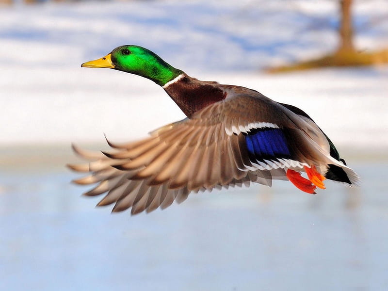 COLORFUL MALLARD, colorful, duck, bird, flying, mallard, HD wallpaper