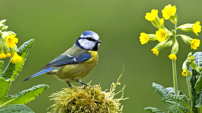 Blue Tit, pitigoi, bird, pasari, yellow, flower, HD wallpaper