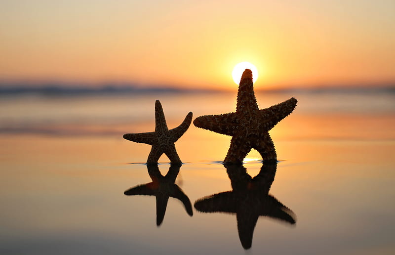 Animal, Starfish, HD wallpaper