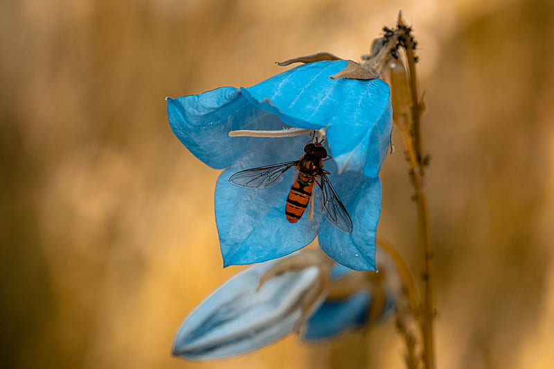 Animal, Hoverfly, Bellflower, Blue Flower, Fly, Insect, Macro, HD wallpaper