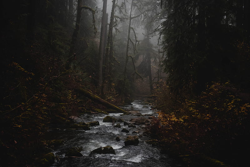 stream, forest, fog, nature, mist, HD wallpaper