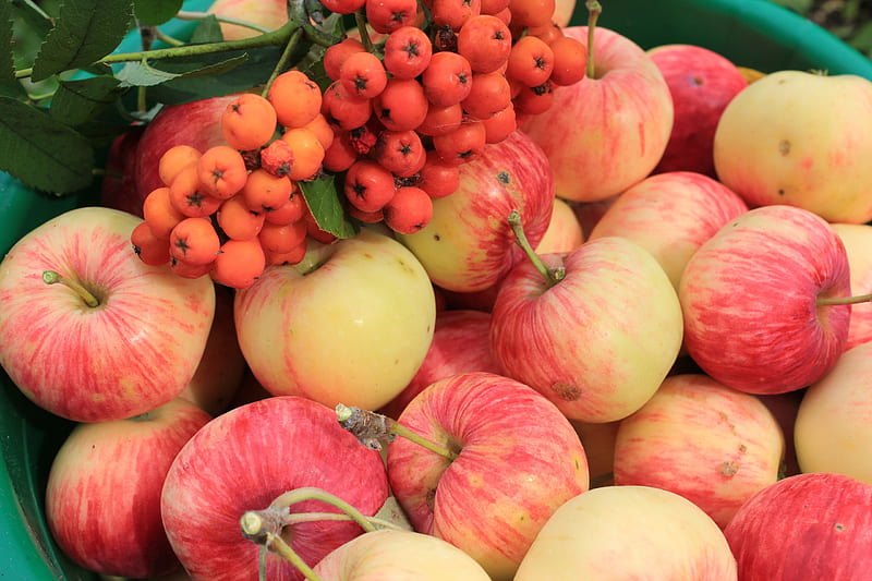 Fruits, Apple, Fruit, Rowan, HD wallpaper