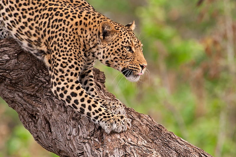 LEOPARD AFRICA, leopard, big five, cats, bushveld savannah, africa, HD wallpaper