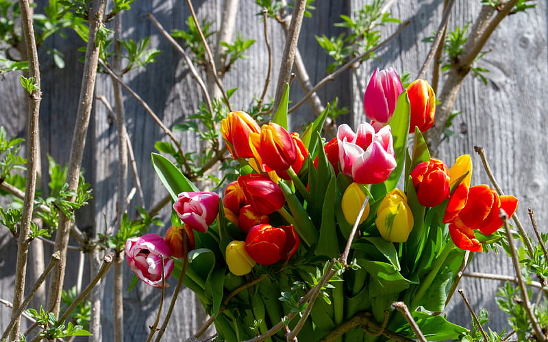 spring tulips, bouquet, spring flowers, colorful tulips, HD wallpaper