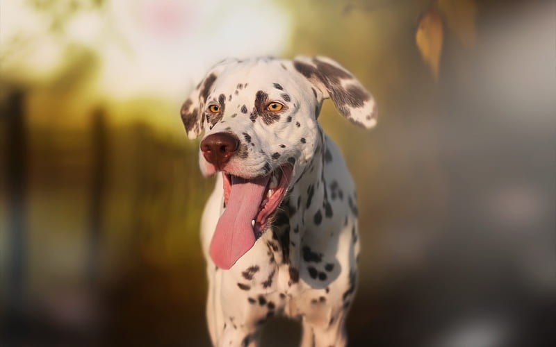 Dalmatian, cute dog, white dog with black spots, evening, sunset, pets, summer, dogs, HD wallpaper