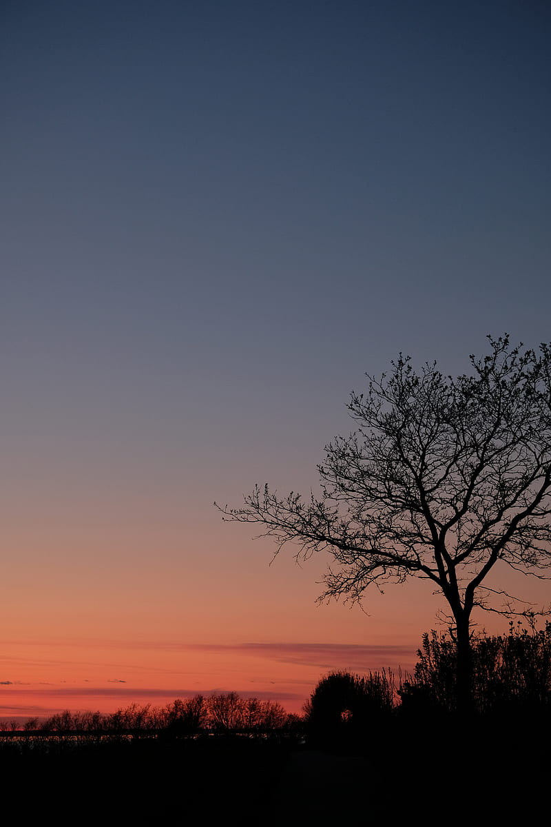 tree, twilight, dark, evening, bushes, outlines, HD phone wallpaper