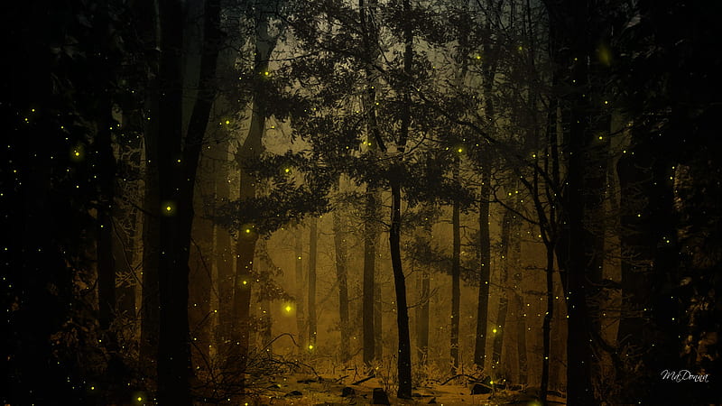 Fireflies in the Woods, forest, enchanting, lightning bugs, woods, summer, trees, fireflies, night, HD wallpaper