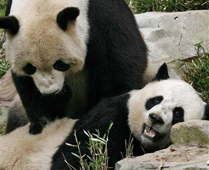 pandas for leo19, black and white, panda, bears, china, HD wallpaper