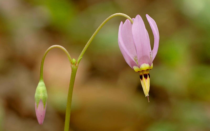 dodecatheon meadia shooting star flower-flowers graphy, HD wallpaper