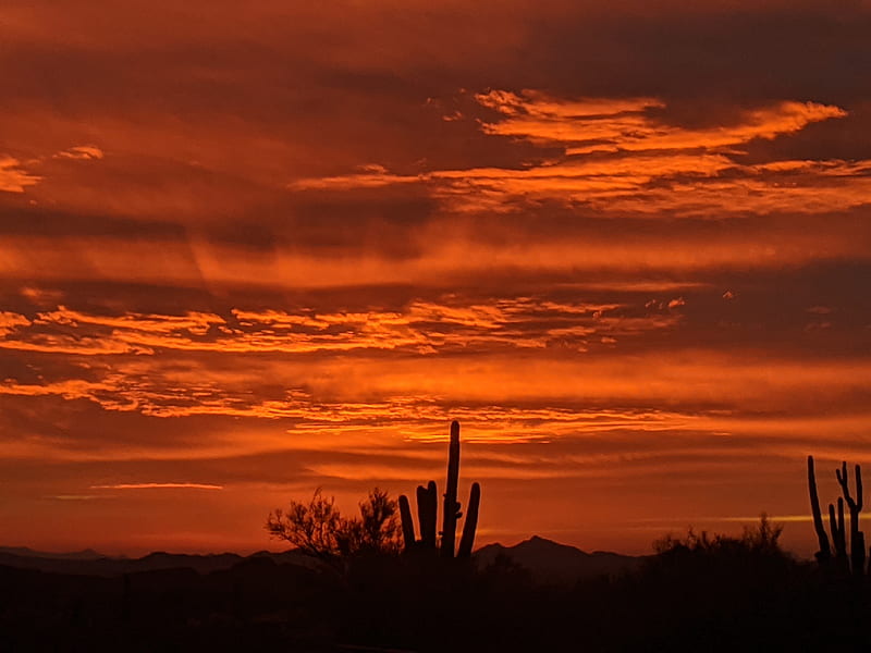 Crimson Sky, cactus, desert, saguaro, southwest, sunset, HD wallpaper