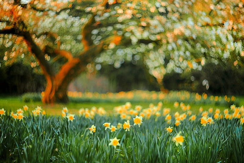Bajo el árbol de magnolia, amarillo, magnolia, árbol, narcisos, Fondo de  pantalla HD | Peakpx