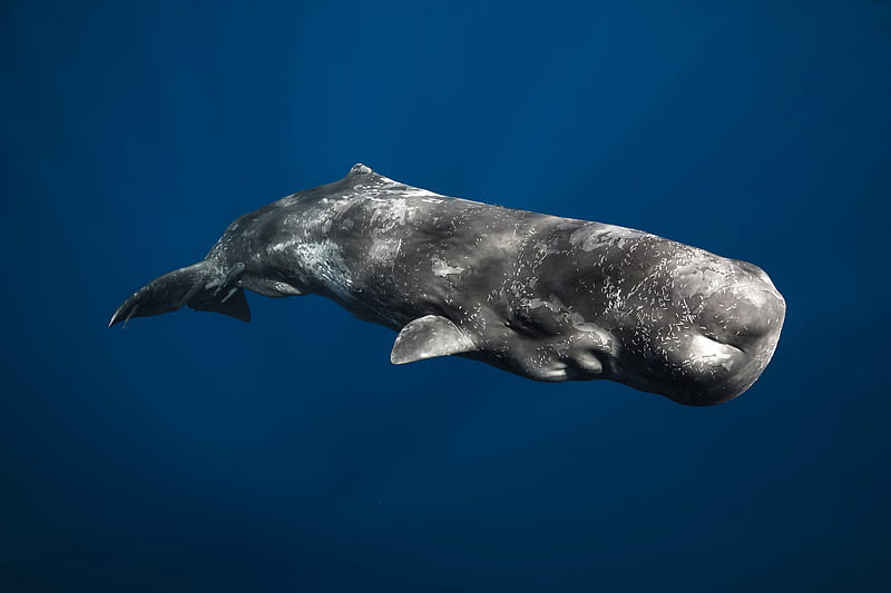 Animal, Whale, Sperm Whale, HD wallpaper