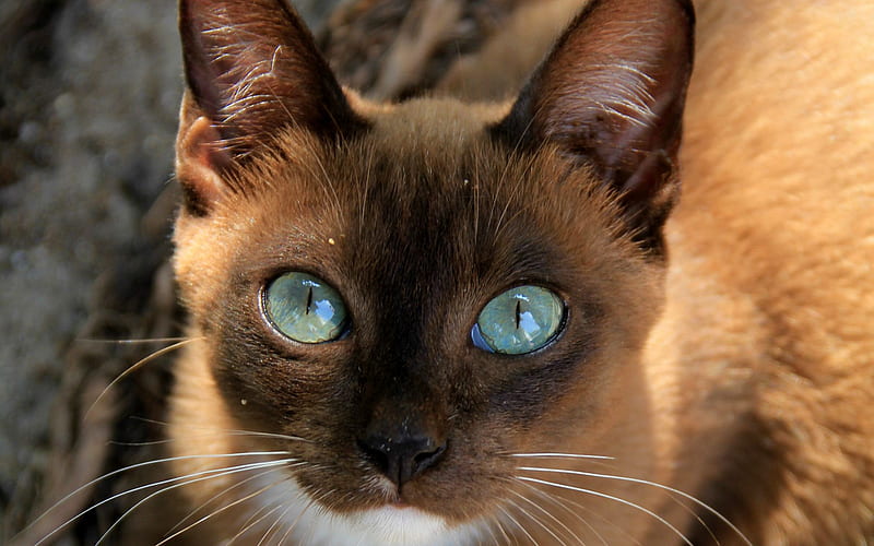 Havana Brown Cat, muzzle, domestic cat, cats, blue eyes, cute animals, Havana Brown, HD wallpaper