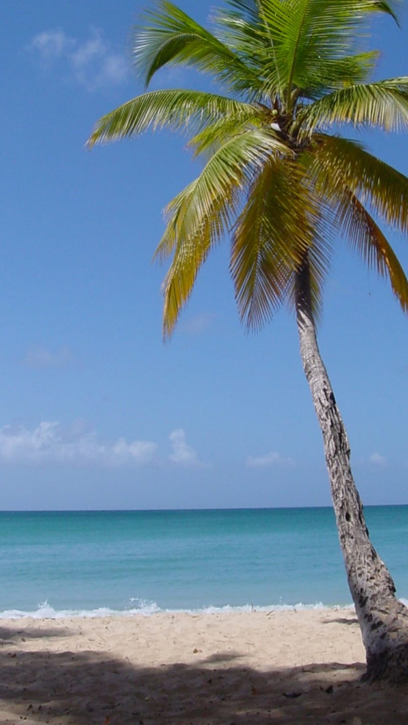Pom tree, beach, landscape, summer, tropical, HD phone wallpaper