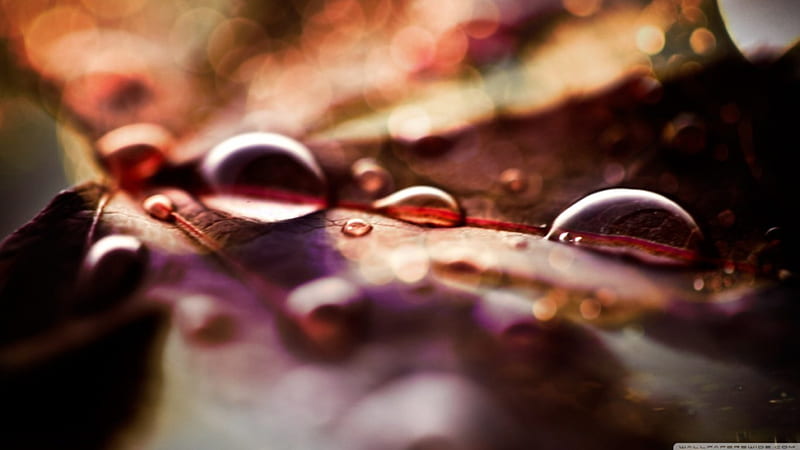 Raindrops, fall, autumn drops, abstract, leaf, leaves, graphy macro ...