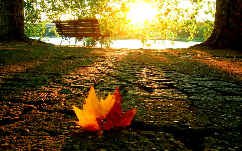 Autumn, pretty, falling, autumn leaves, sunset, splendor, path, beauty, sunrise, lovely, romance, leave, park, sky, trees, sunrays, water, rays, alley, bonito, leaves, green, sunsets, way, street, romantic, view, sunlight, bench, colors, lake, leaf, tree, autumn colors, peaceful, nature, walk, HD wallpaper